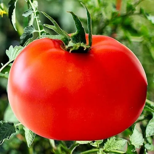 Seeds Tomato Red Giant Vegatable NON-GMO Organic Heirloom