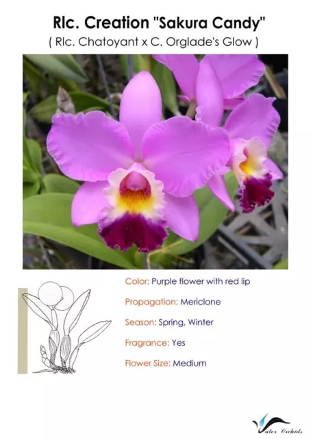 Pot. Creation cattleya  4.5 in pot super fragrant 45$ blooming size