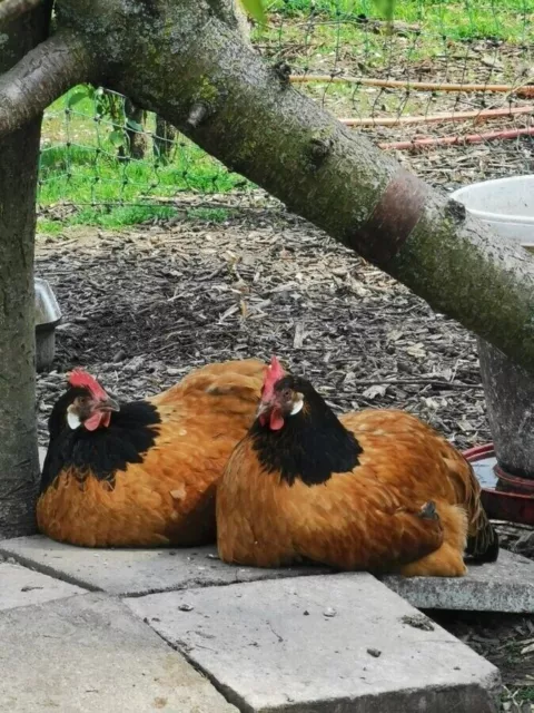 Bruteier 10 St. / Vorwerkhuhn - Zweinutzungshühner (Eier und Fleisch)