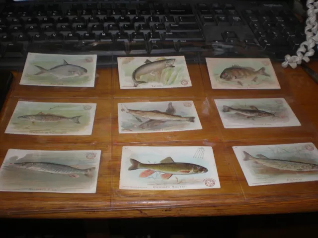 Rare Lot Fish Series 9 Card Partial Set Arm & Hammer Church Co. 1900s Trade Card