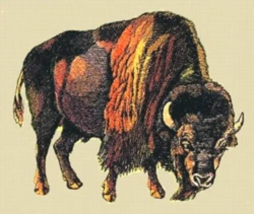 Embroidered Long-Sleeved T-Shirt - Buffalo BT2213