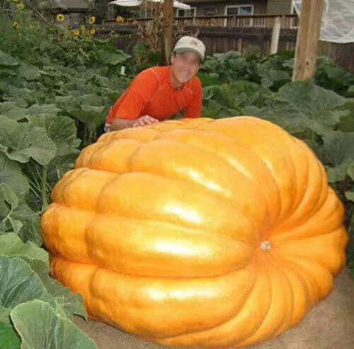 15 Graines Pumpkin Dill's Atlantic Giant Guinness World Record - 923,6 Kg +...