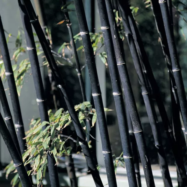 25 x Black Bamboo seeds Dendrocalamus Asper Betung Hitam  Phyllostachys Nigra 3