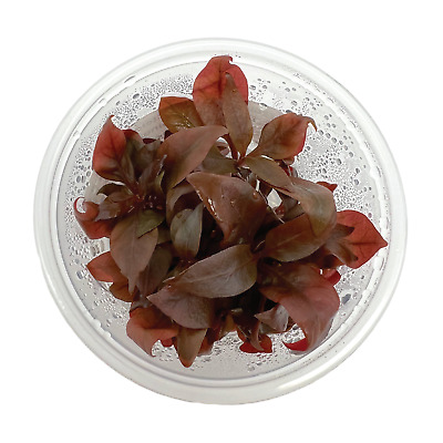 Alternanthera reineckii 'mini' Planted Aquarium Live Tissue Culture Plant Cup 3" 2