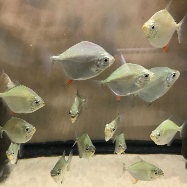 1 Live Colombian Red Hook Silver Dollar Freshwater Fish (Ships from Arizona)