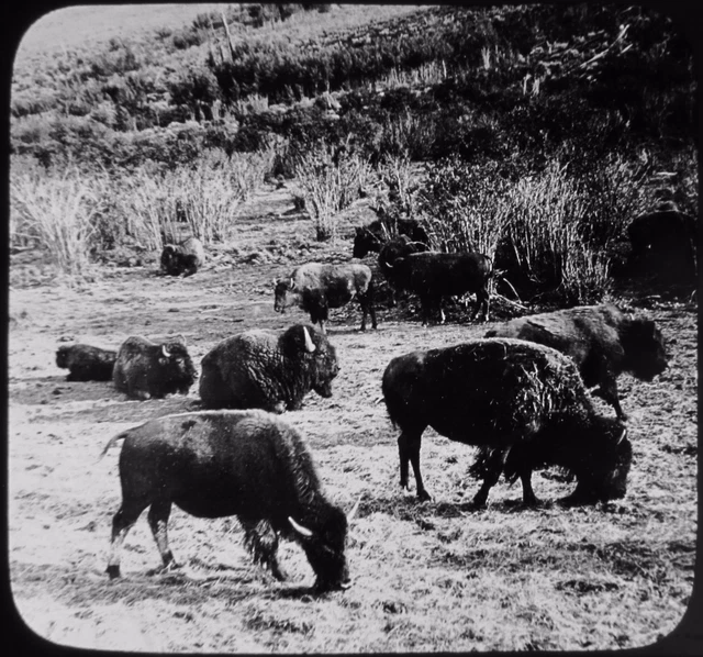 Glass Magic Lantern Slide BUFFALO HERD YELLOWSTONE PARK C1910 PHOTO USA