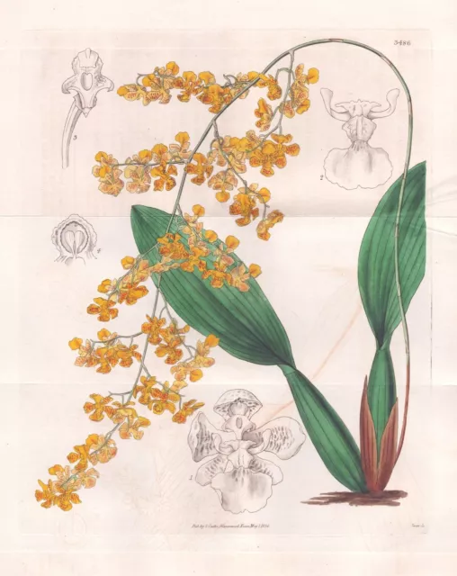 Oncidium Cornigerum Brasil Orchidea Orchid Fiore Botany Engraving Curtis 3486