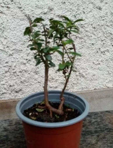 Bonsai - Pré bonsai pyracantha