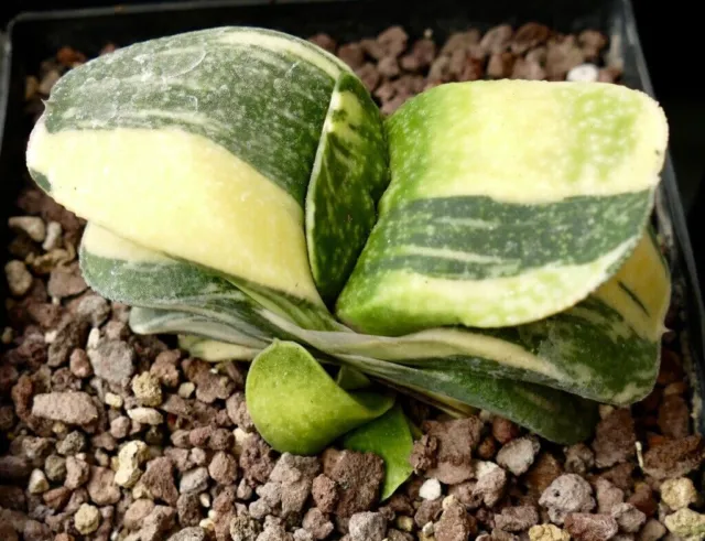 Gasteria armstrongii cv CLEOPATRA VARIEGATED A91 -  -