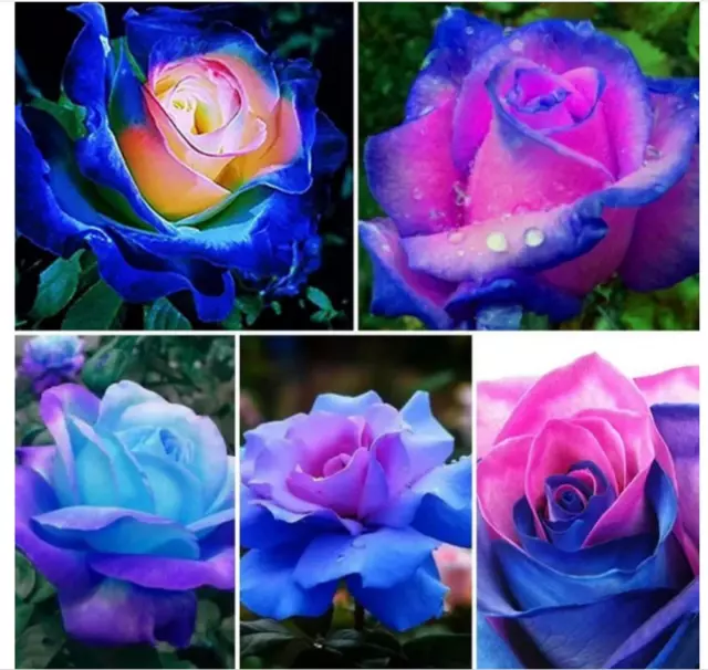 night moon Blue Rose Seeds Flower Garden Plant Seeds Gift Fragrance