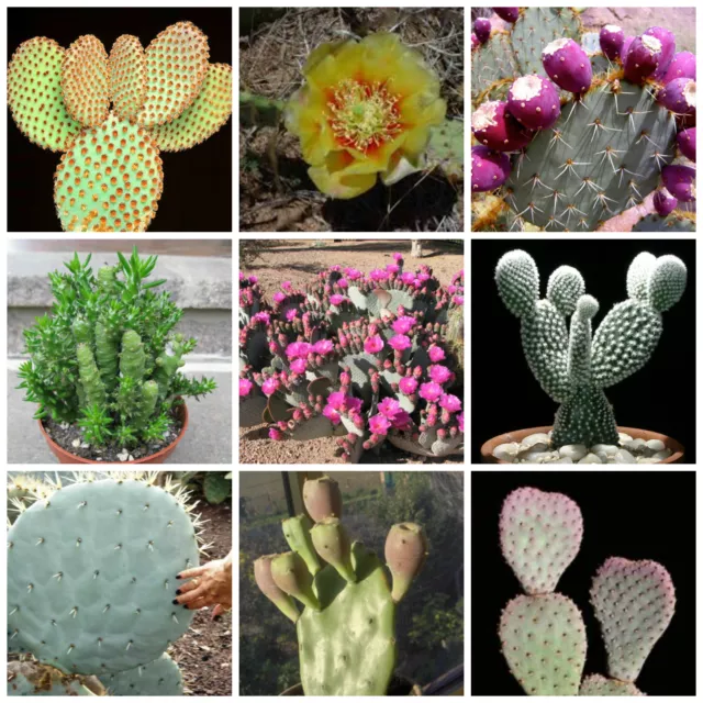 20 graines de Opuntia mèlanges,plantes grasses, cactus seeds mix , F
