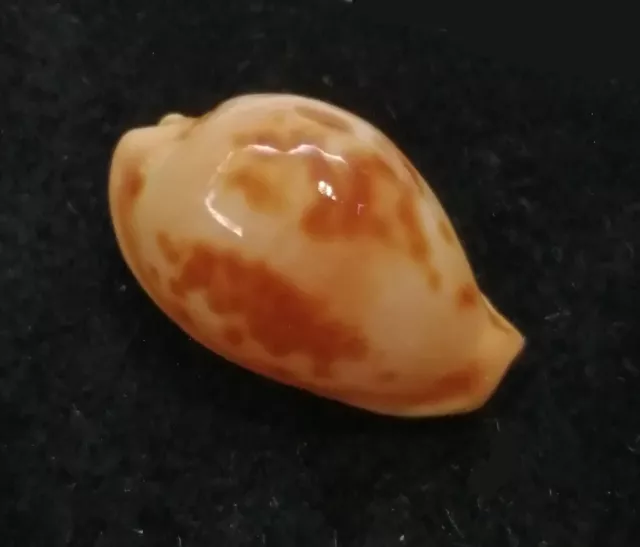 Conchiglia Shell CYPRAEA SURINAMENSIS Brasile 20,8 mm # DWARF BEAUTY