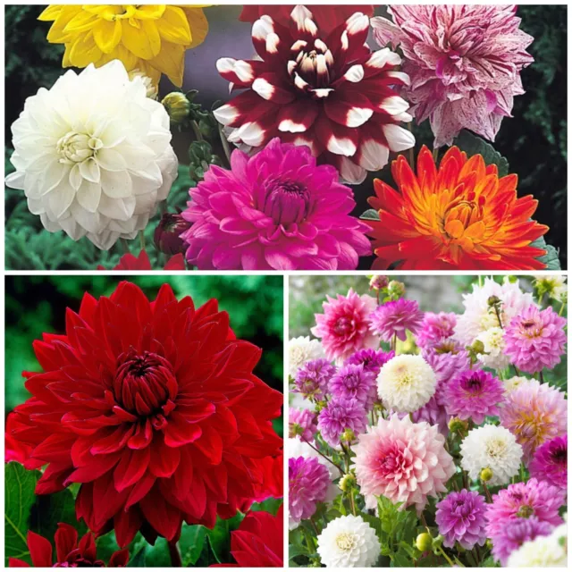 Mixed Dahlias x 5 Tubers Grade l.  Pretty Mixed Summer Flowers Easy To Grow