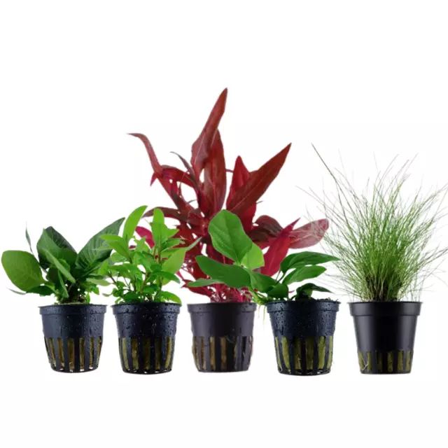 Plantes Ensemble Avec 5 au Premier Plan Pot Aquarium Aquatiques AquaOne Nr.111