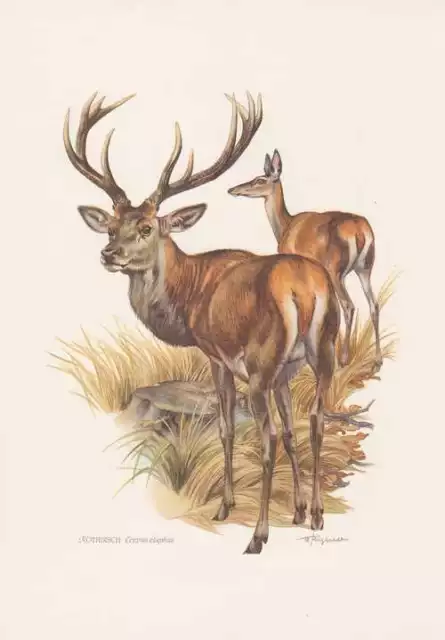 Ciervo Rojo Cervus Elaphus Rotwild Impresión en Color De 1959 Cierva Caza