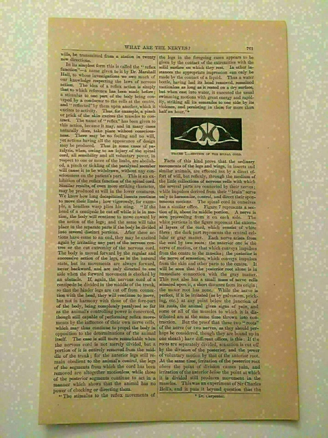 K125) Section of the Spinal Cord Medical 1861 Harper's Monthly Engraving