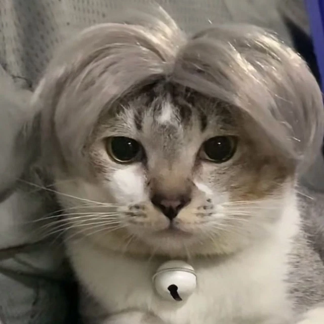 Accesorios para el pelo de gato de fibra de nailon peluca sombrero peluca gato peluca