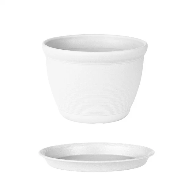 Pianta Da Casa Rotonda Alta Verde In Vaso, Rotondo Alto Verde, Pianta