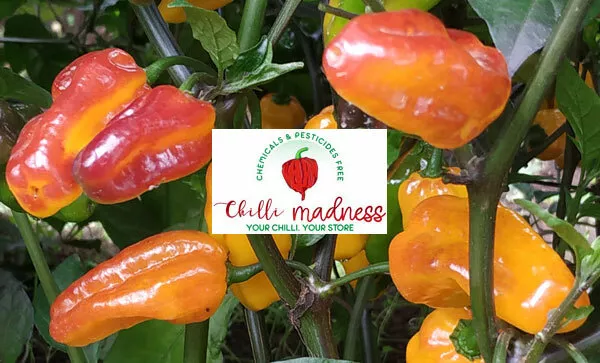 Chilli Golden Bullet Most Stunning Pepper Sustainably Grown in OZ 10 Seeds