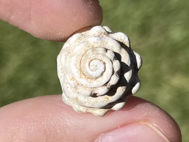 China Fossil Gastropod Rare Pleistocene Mammoth Age Shell