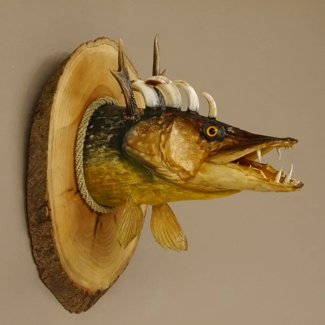Pez Wolpertinger Preparado Con Keilerzähnen Asta de Ciervo Baumscheibe Taxidermy
