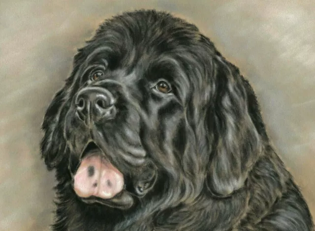 Black Newfoundland Dog Print Wall Art Gift Size A4 (11.7"×8.3")unframed