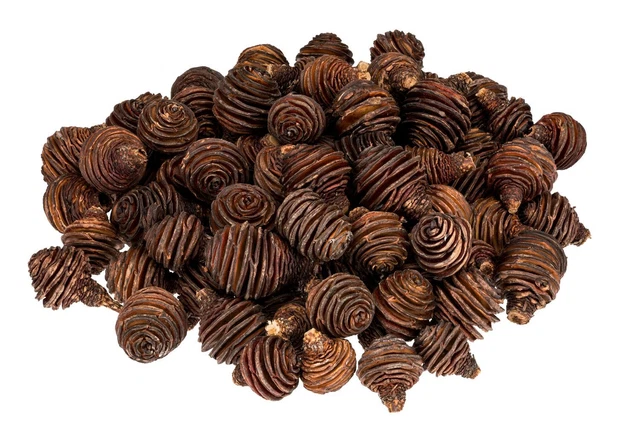 NaDeco Leucadendron platyspermum in Natur, Größe 5-7cm, ca. 1 kg Spiral-Zapfen