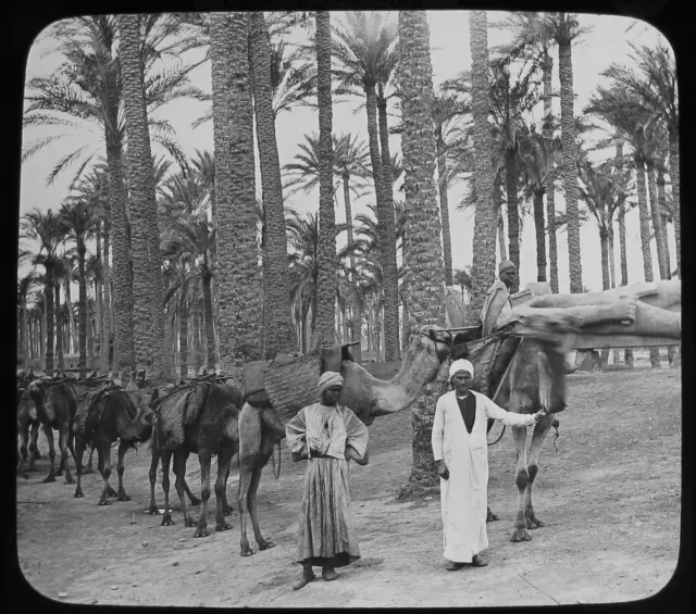 Glass Magic Lantern Slide CAMELS AT SITE OF MEMPHIS C1890 OLD PHOTO EGYPT