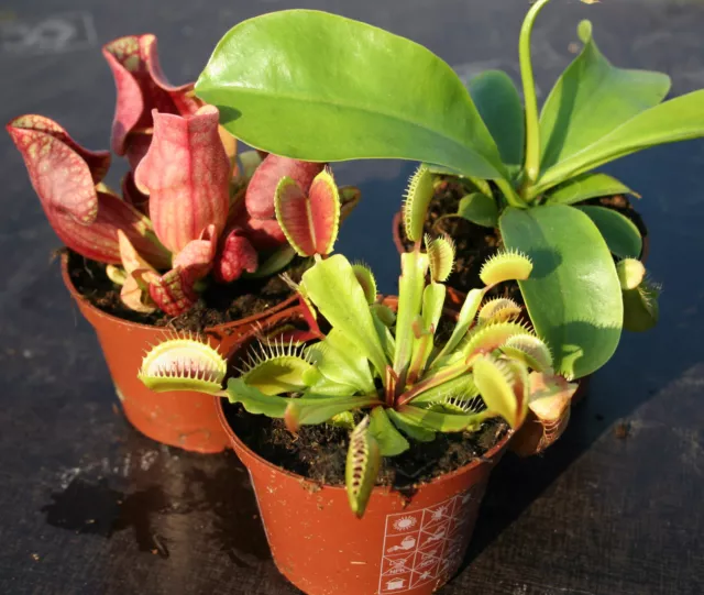 3x live CARNIVOROUS PLANTS:Nepenthes v.tal.,Sarracenia purpurea & Venus fly trap