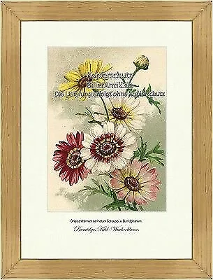 Burridges Kiel-Wucherblume v. Burridgeanum Chrysanthemum Vilmorin A4 129
