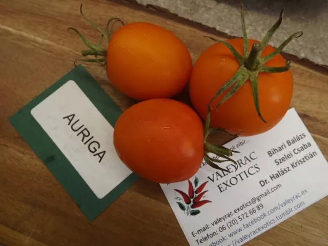 Pomodoro Auriga 5+ semi seeds samen P 329