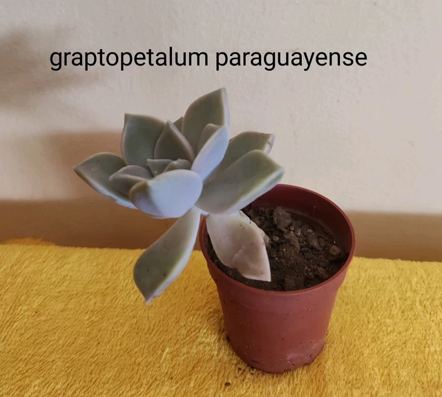 Piantine Di Pomodoro Piennolo E Pulecenella - 20 Piante Per Orto E Balcone - Foto 3