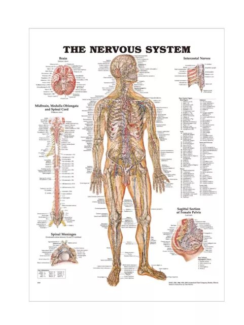 The Human Nervous System Anatomical chart