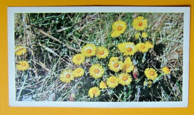 John Player & Son,  Doncella. Coltsfoot.  Card No 1