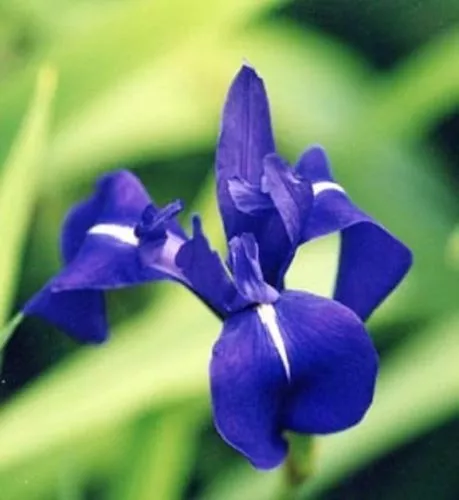 Iris bleu  laevigata dark blue  plante bassin vivace