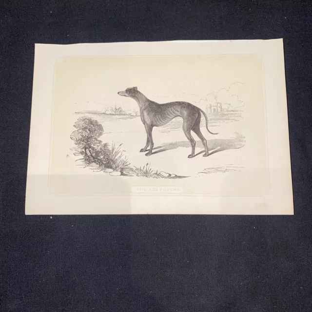 1860 Greyhound Antique Print Coloured Bicknell