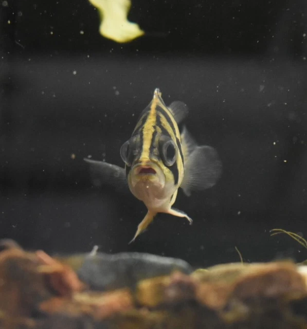 Live Indonesian Tiger Datnoid (4" Freshwater Aquarium Fish) *PLS READ DESCR* 2