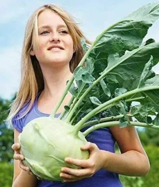 VEGETABLE - GIANT KOHLRABI - Kohl rabi - Cabbage - Early - 400 seeds