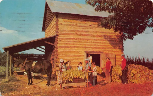 Danville VA Virginia Tobacco Farm Harvest Curing Barn Vtg Postcard D31