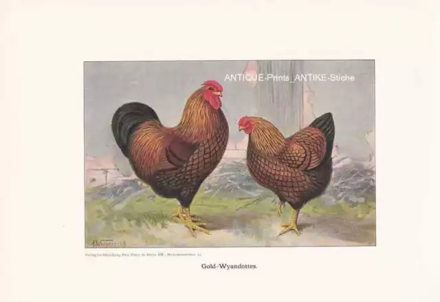 Gold-Wyandottes Hühnerrassen Farbdruck 1925 Reprint