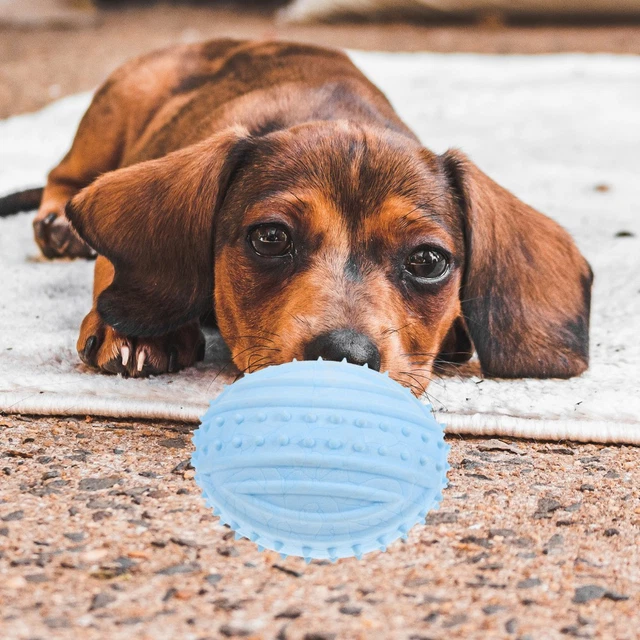 Plüsch-Ente Hundespielzeug Mit Quietscher – 28cm, Kaubeständig, Für Hunde Aller Größen