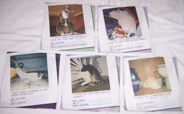 5 Cocktaill Servietten MIX Konvolut Katzen