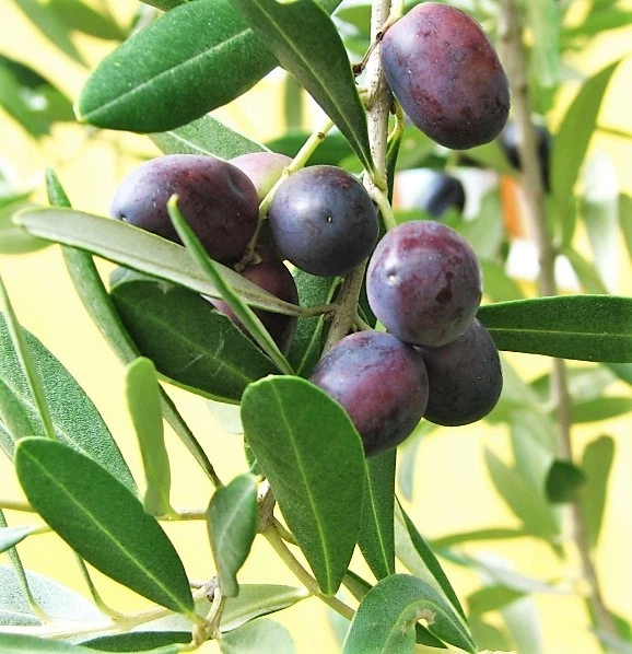 10 CANINO OLIVE TREE Olea Europaea Edible European Common Green Black