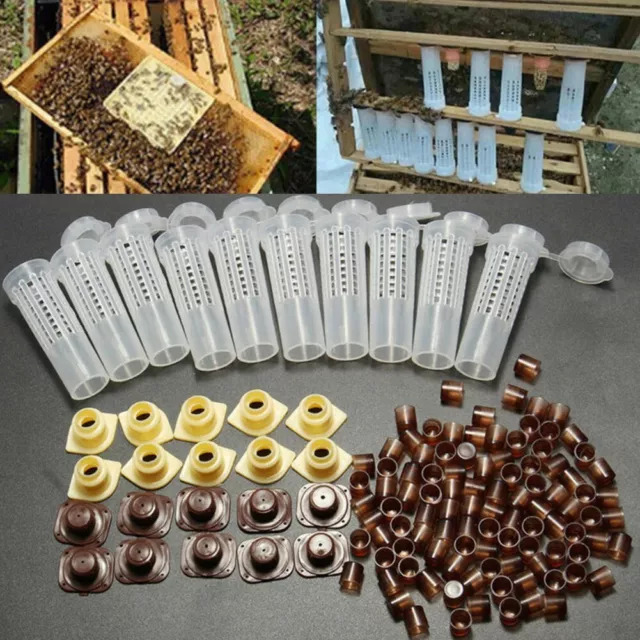 Pratique Élevage Tasse Kit Apiculture Cage Kit Boîte Système Complet Plastique