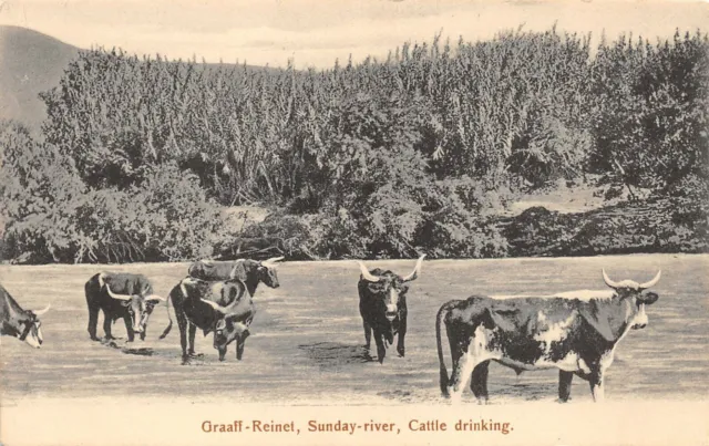 Postcard  South Africa -  Graaff - Reinet - Sunday - River - Cattle Drinking