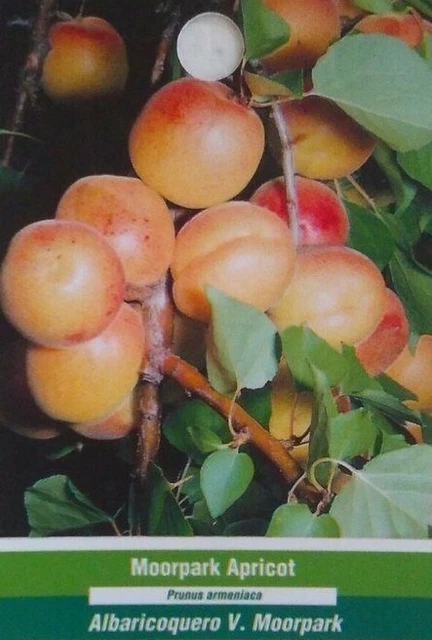 MOORPARK APRICOT 4-6 FT TREE Healthy Fruit Trees Plant Sweet Juicy Apricots NOW!