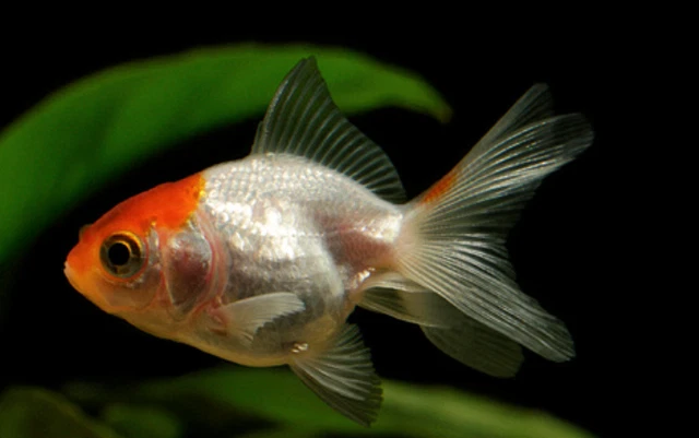 1 Live Juvenile Red Cap Oranda Fancy Goldfish Freshwater Aquarium Fish 1-2" Inch
