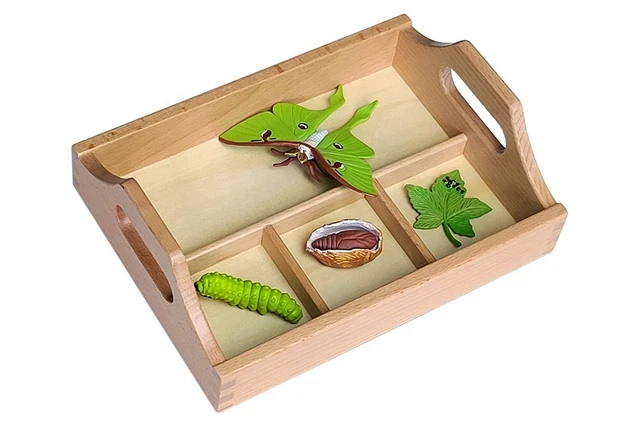 MODELS OF MOTH Life Cycle with Sorting Tray - MONTESSORI BIOLOGY $30.00 ...