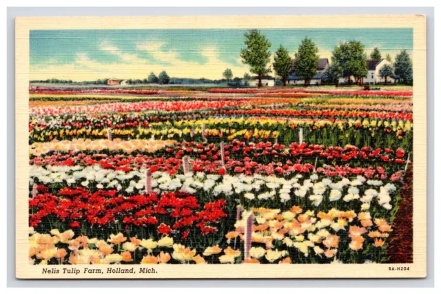Postcard: MI Nelis Tulip Farm, Holland, Michigan - Unposted