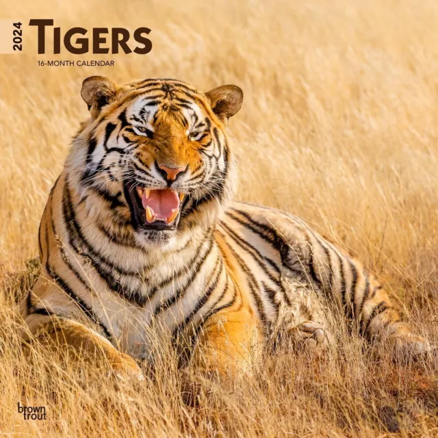 TIGERS 2025 12x24" Monthly Square Wall Calendar 16.99 PicClick